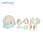 Human Anatomy Teaching Models Brain and Nervous System Range LabChoice Australia