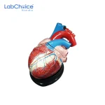 Human Circulatory Teaching Model Large 3 Part Heart LabChoice Australia