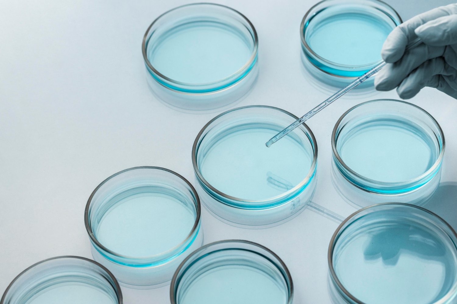petri dishes