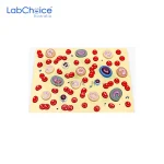 Biological Blood Cell Teaching Model LabChoice Australia