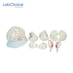 Biological Brain Model 8 Piece White with Arteries LabChoice Australia