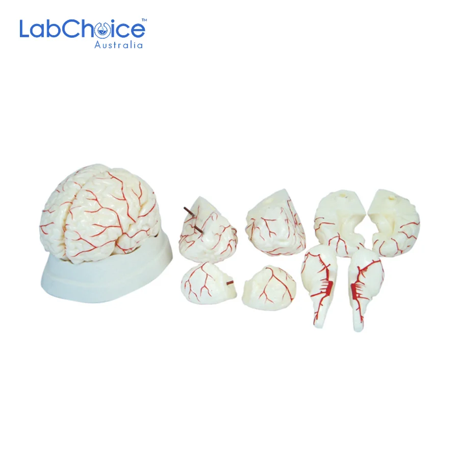 Biological Brain Model 8 Piece White with Arteries LabChoice Australia