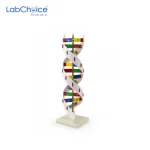 Biological DNA Activity Kit Teaching Model LabChoice Australia