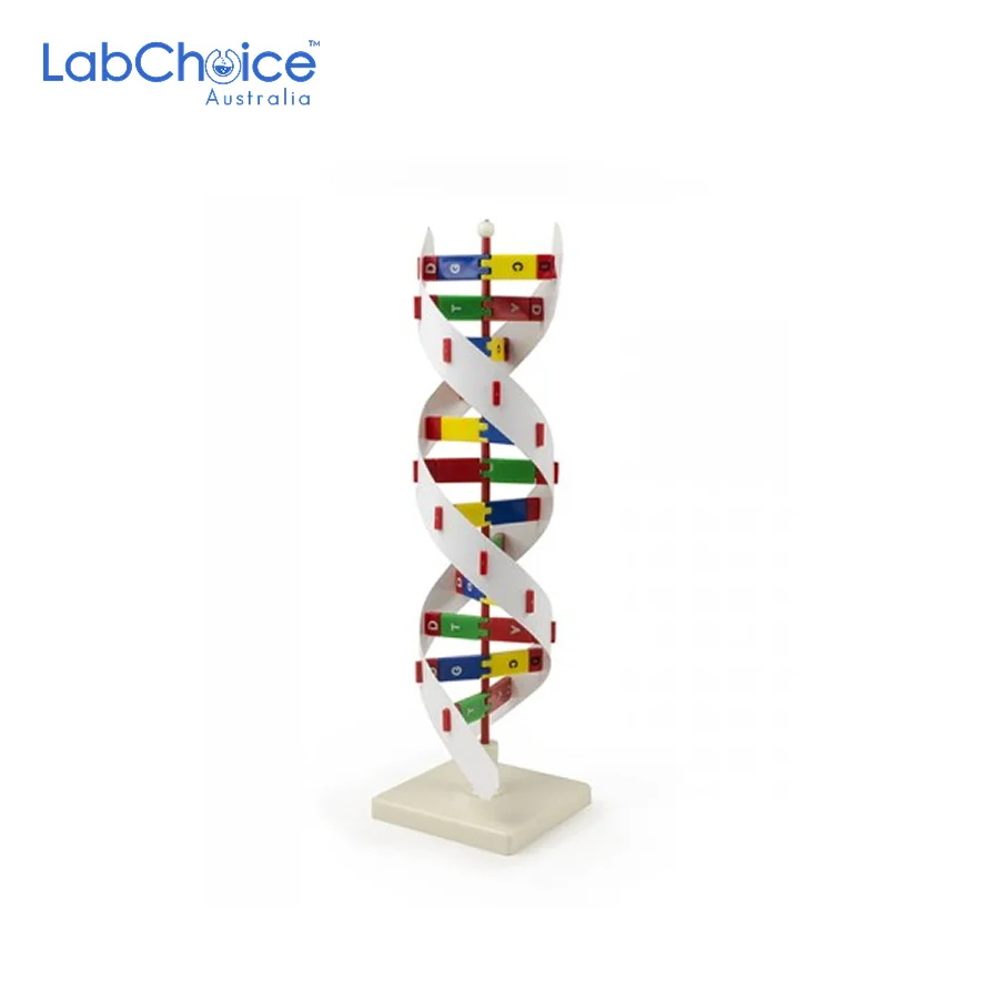 Biological DNA Activity Kit Teaching Model LabChoice Australia