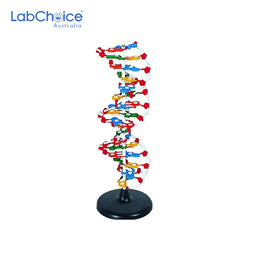 Biological DNA Structure Teaching Model LabChoice Australia