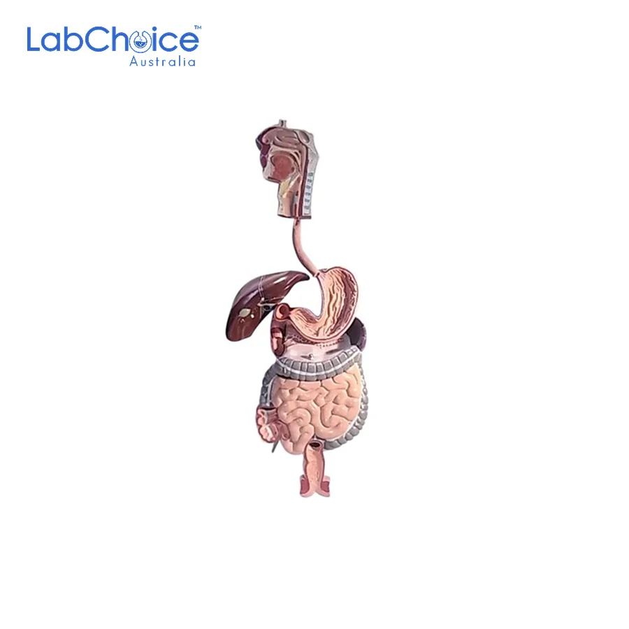 Biological Digestive System Model on Board Life Size LabChoice Australia