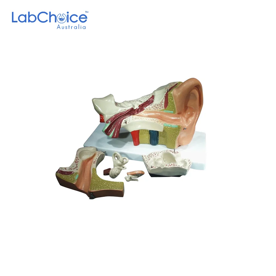 Biological Ear Model Large 5 Part LabChoice Australia