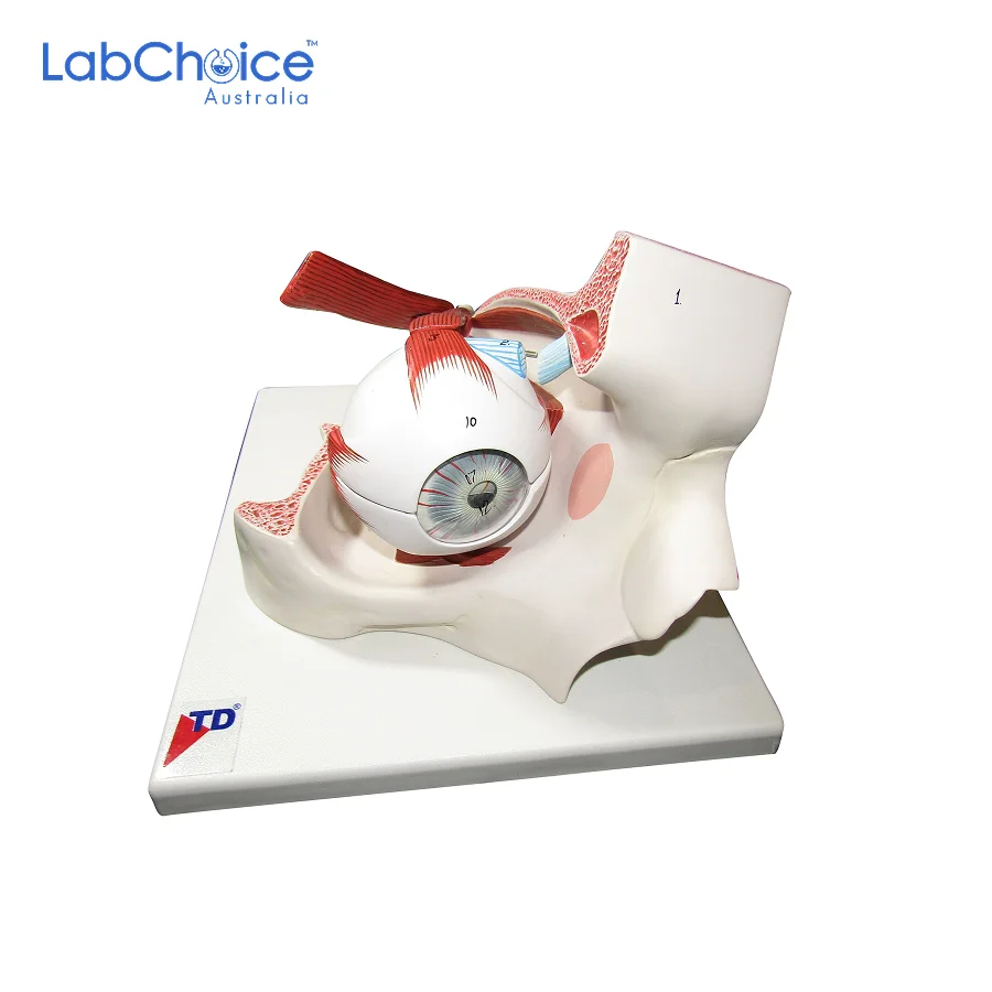 Biological Eyeball in Orbit Model LabChoice Australia