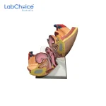Biological Female Reproductive System LabChoice Australia