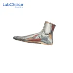 Biological Foot Model Normal LabChoice Australia