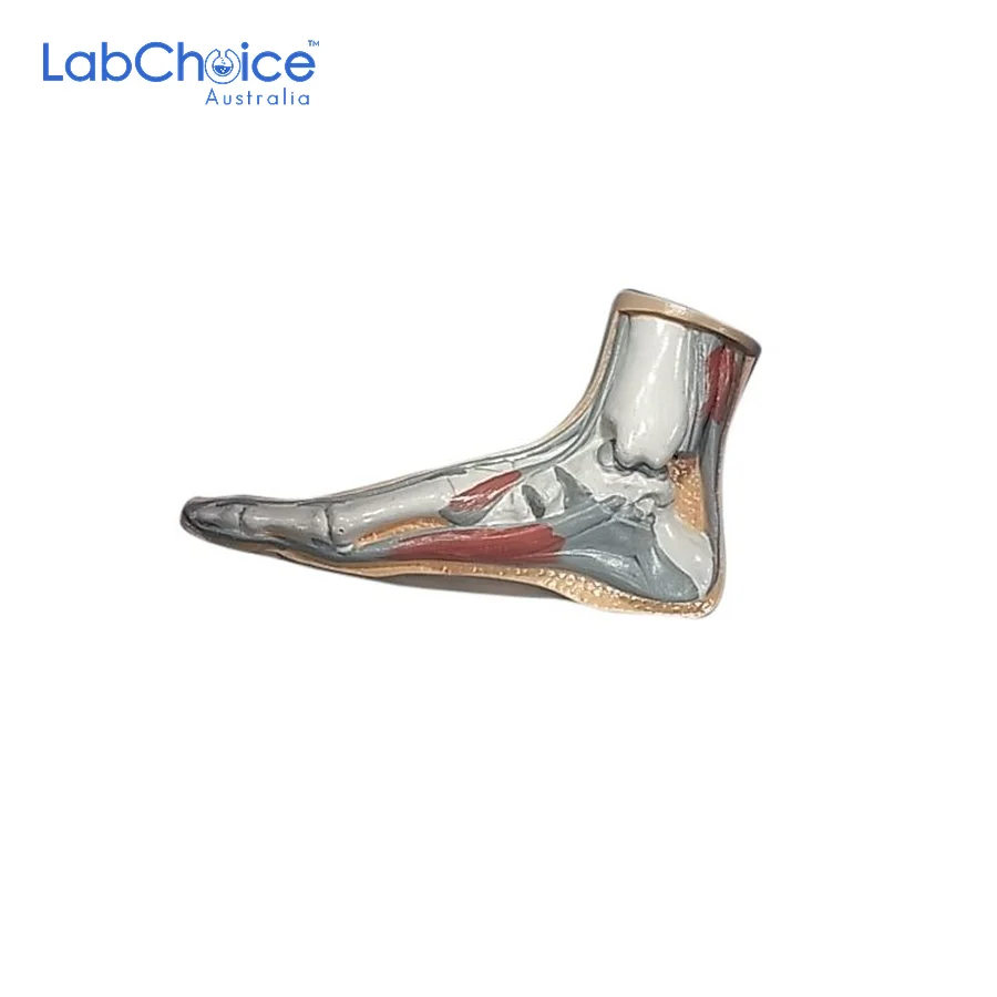 Biological Foot Model Normal LabChoice Australia