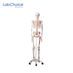 Biological Full Size Skeleton Model on Stand with Castors LabChoice Australia