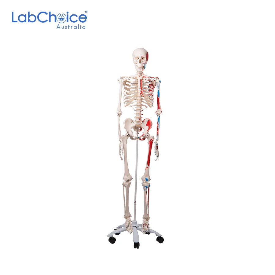 Biological Full Size Skeleton Model on Stand with Castors LabChoice Australia