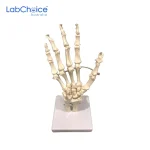 Biological Hand Bones Model Full Size on Base LabChoice Australia