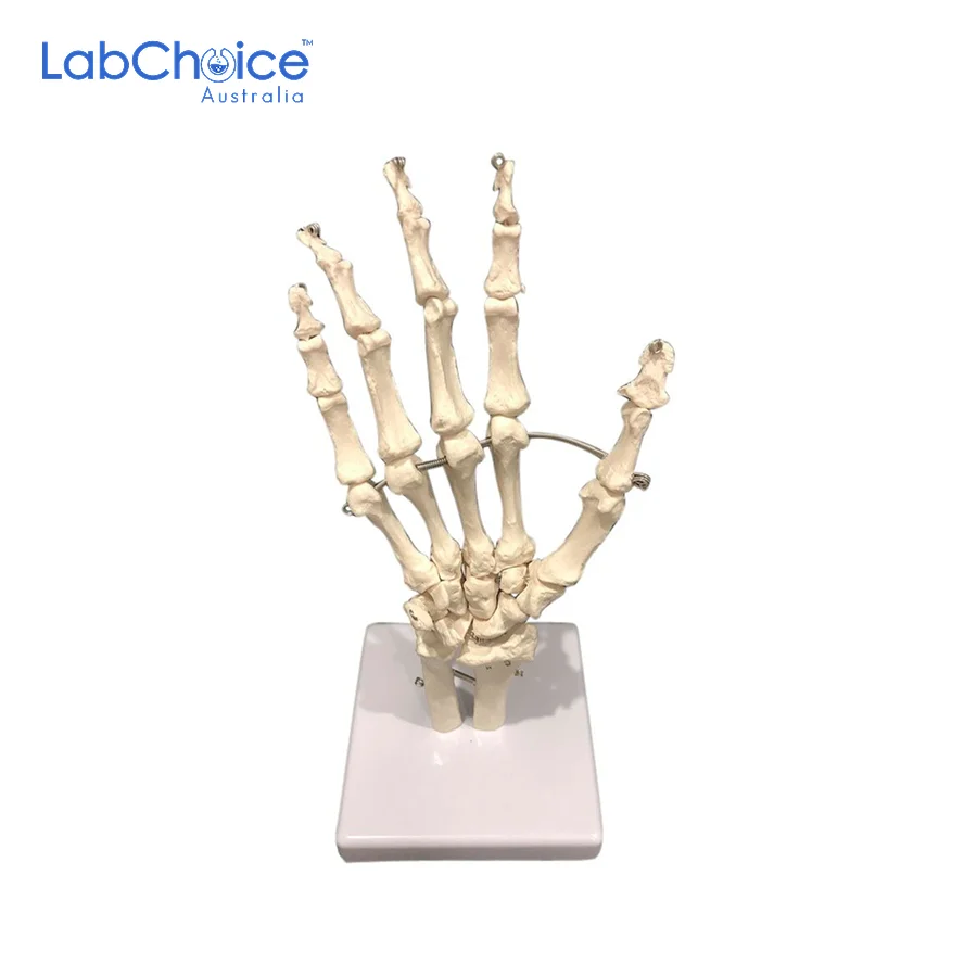 Biological Hand Bones Model Full Size on Base LabChoice Australia