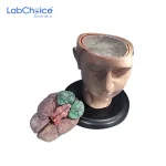 Biological Head Model on Base with Neck and Brain LabChoice Australia