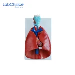 Biological Larynx Heart and Lung Model on Stand LabChoice Australia