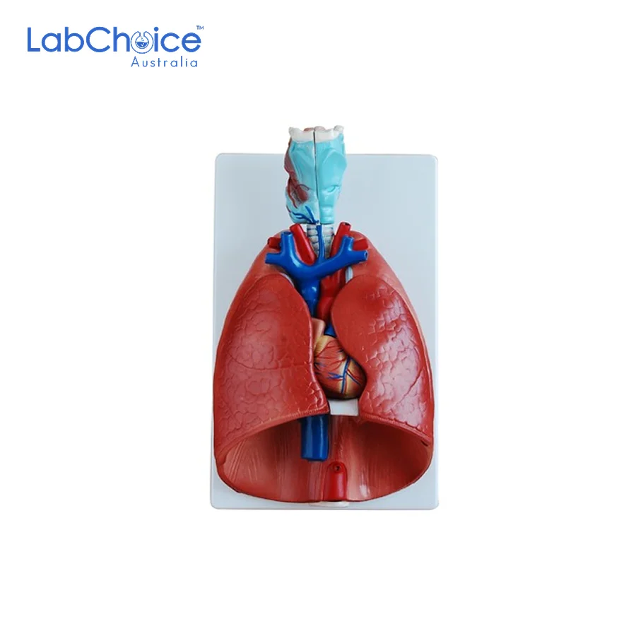 Biological Larynx Heart and Lung Model on Stand LabChoice Australia
