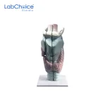 Biological Larynx Model 3 Pieces on Stand LabChoice Australia