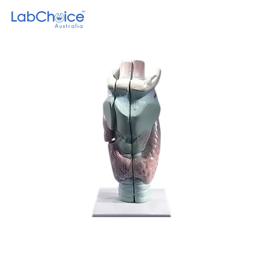 Biological Larynx Model 3 Pieces on Stand LabChoice Australia