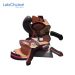 Biological Male Reproductive System Model LabChoice Australia