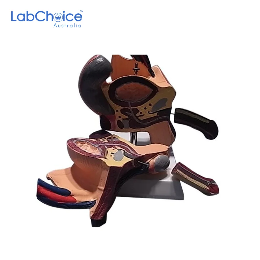 Biological Male Reproductive System Model LabChoice Australia