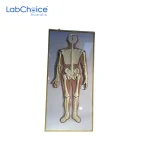 Biological Nervous System Model on Board LabChoice Australia