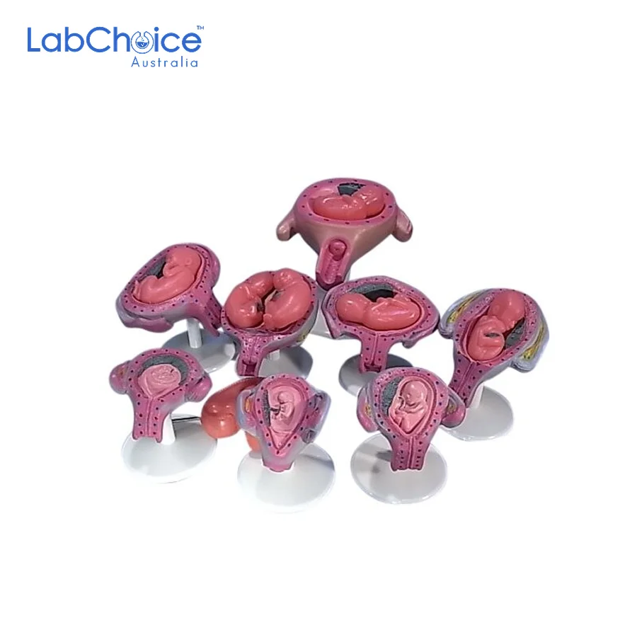 Biological Pregnancy Series Model Set LabChoice Australia