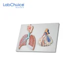 Biological Respiratory System Model on Board LabChoice Australia