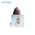 Biological Right Lung Model on Stand LabChoice Australia