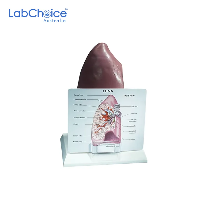 Biological Right Lung Model on Stand LabChoice Australia
