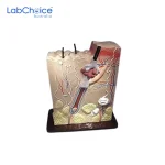 Biological Skin Section Model 70 Times Enlarged LabChoice Australia