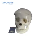 Biological Skull Model 2 Parts Life Size LabChoice Australia