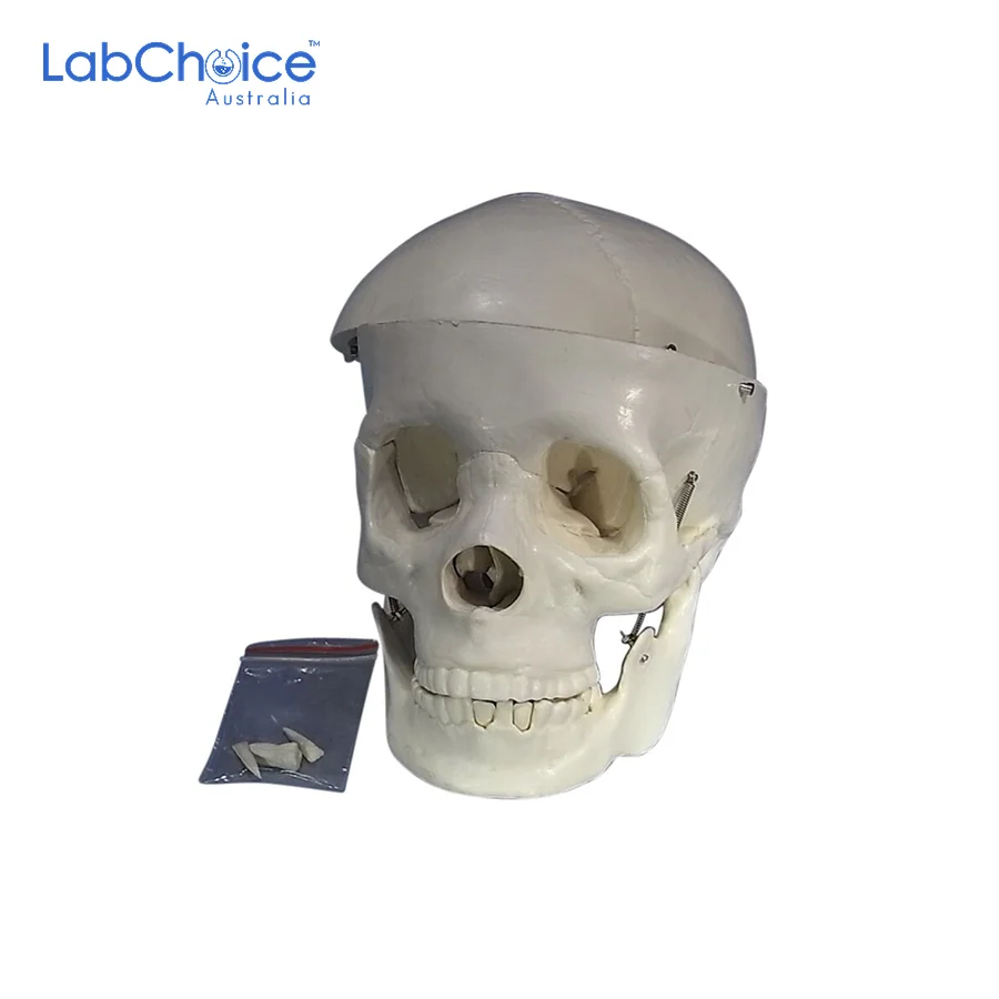 Biological Skull Model 2 Parts Life Size LabChoice Australia