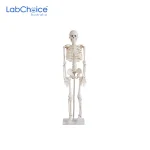 Biological Small Skeleton Model 850 mm on Stand LabChoice Australia