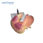 Biological Stomach Model 2 Parts on Stand LabChoice Australia