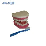 Biological Teeth Care Model with Brush LabChoice Australia