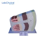 Botanical Dicot Stem T.S. and L.S. Teaching Model Sunflower LabChoice Australia