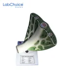 Botanical Leaf Anatomy Teaching Model LabChoice Australia