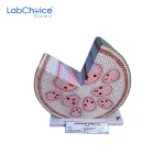 Botanical Monocot Stem T.S. Teaching Model LabChoice Australia