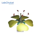 Botanical Typical Flower Teaching Model Self Assembly LabChoice Australia
