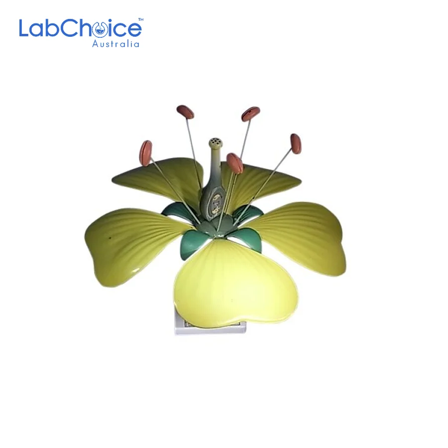 Botanical Typical Flower Teaching Model Self Assembly LabChoice Australia