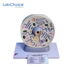 Botanical Typical Plant Cell Teaching Model LabChoice Australia