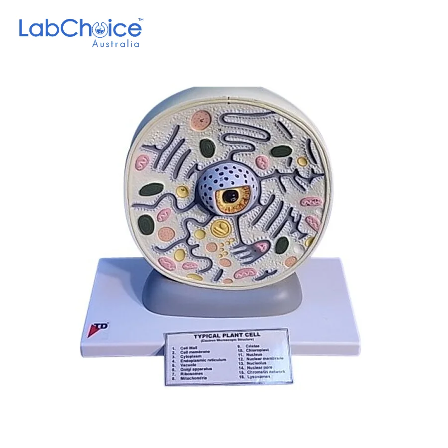 Botanical Typical Plant Cell Teaching Model LabChoice Australia