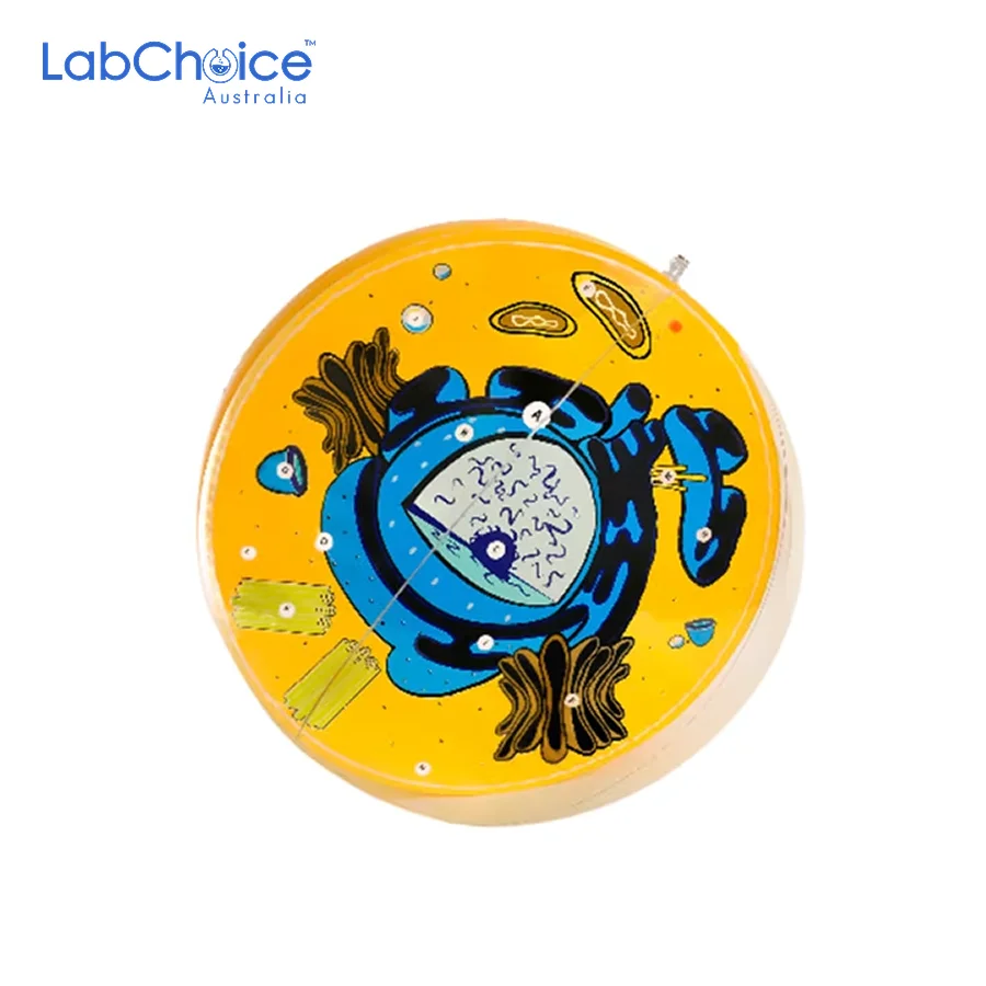 Zoological Animal Cell Inflatable Ball LabChoice Australia