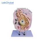 Zoological Animal Cell Model on Stand LabChoice Australia