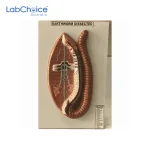 Zoological Earthworm Dissection Model on Board LabChoice Australia