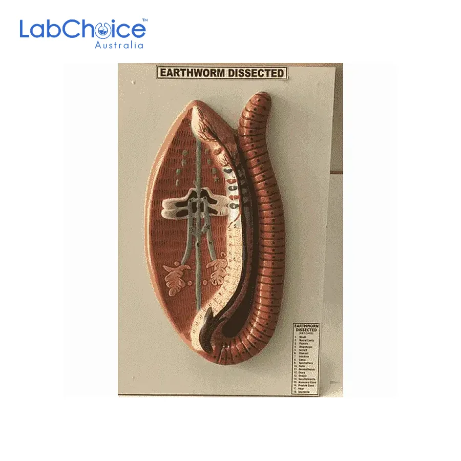 Zoological Earthworm Dissection Model on Board LabChoice Australia