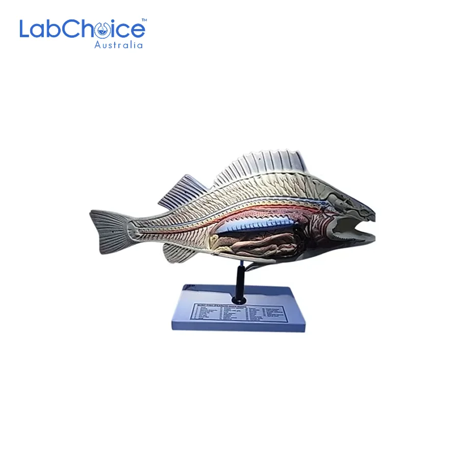 Zoological Fish Dissection Model-LabChoice Australia Zoological Fish Dissection Model LabChoice Australia