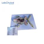 Zoological Frog Dissection Model on Board LabChoice Australia